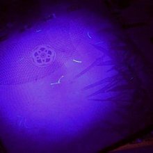 5mmLED燈珠藍發藍光(100顆)．2腳F5藍色藍燈發光二極體插件直插發光二極管 歷史價格詳細信息