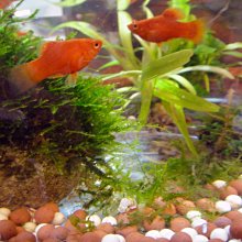 電氣石球 負離子能量球 麥飯石濾水球 遠紅外陶瓷球 歷史價格詳細信息