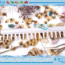 【~魚店亂亂賣~】LUANFISHOP三分管用連接L彎管上部過濾器三分管/3分配管(PVC管專用) 歷史價格詳細信息