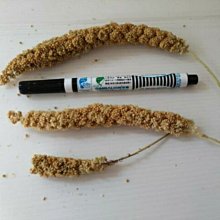 天然小米穗-單支入/羽翔寵物鳥用品/寵物/鳥/鸚鵡/雀科鳥/中小型鸚鵡/小型鸚鵡/寵物鼠/天然零嘴/獎勵/維生素/礦物質 歷史價格詳細信息