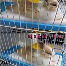 15.30 最新 M9 手機轉電視 同屏器 無線 AnyCast 無線影音 手機分享器 M5 Plus miracast 歷史價格詳細信息