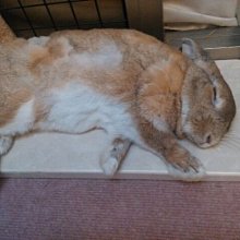 =工研益壽多益壽多--兒童速食咖哩125gx2 歷史價格詳細信息