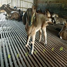 現貨 羊了個羊消消樂磁性拼圖幼兒童益智磁力平圖3到6歲2男孩4女孩玩具 歷史價格詳細信息