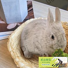 現貨 兔七月|ins風日式木托盤長方形實木復古壽司盤茶壺茶杯托盤收納盤 歷史價格詳細信息