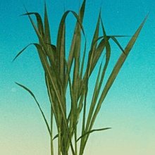 【愛沛旺】鼠兔點心~香噴噴兔子菜(蒲公英、小金英) 70元/45g 歷史價格詳細信息