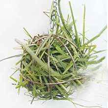 電鍍兔子轉珠棒_粉  成人 情趣  台灣現貨 歷史價格詳細信息