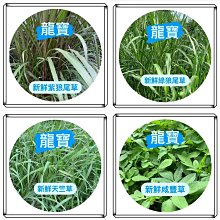 現貨咸豐重寶當十寶德局古玩錢幣清代古幣傳世古代銅錢舊貨老錢收藏 歷史價格詳細信息