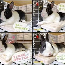 15.30 最新 M9 手機轉電視 同屏器 無線 AnyCast 無線影音 手機分享器 M5 Plus miracast 歷史價格詳細信息