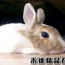 寵物細狗牽引繩防爆沖訓練專用繩p繩大型犬遛狗繩小型犬p鏈狗鏈子 歷史價格詳細信息