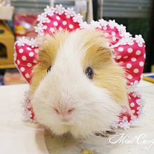 。╮♥ Mini Cavy ♥╭。專業小動物指甲剪 專業貓剪 (貓兔天都可用) 歷史價格詳細信息