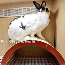 木製彩虹套圈 疊疊樂 木制彩虹塔 彩虹套圈塔 七彩塔 迷你套圈圈玩具 木製積木 彩虹套圈圈 手眼協調顏色認知玩具【牛舖】 歷史價格詳細信息