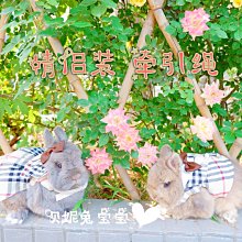 「現貨」狗狗牽引繩 背心式 夏天胸背帶 貓咪泰迪中小型犬遛狗繩鏈子 寵物用品 柔軟麂皮材質 高反光超炫酷 歷史價格詳細信息