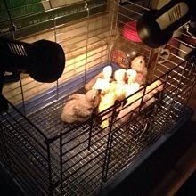 廣萬冰淇淋機配件磐菱冰激凌機出料閥科菱華盛冰淇淋機喉座 歷史價格詳細信息