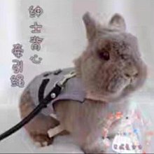 寵物背心式牽引繩 寵物服裝 胸背式 寵物背心 牛仔布 狗狗牛仔牽引繩 寵物牽引帶 遛狗繩 狗鏈 小型犬胸背 歷史價格詳細信息