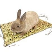 ☆米可多寵物精品☆凱迪歐Candioli 潔牙膠 寵物專用牙膏 犬貓可用附指套 歷史價格詳細信息