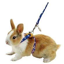 寵物工字牽引繩新款貓咪牽引繩溜貓繩貓狗鏈工字背牽引繩 歷史價格詳細信息