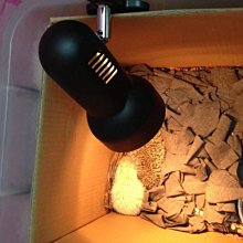 鸚鵡 蜜袋鼯 鳥類 刺蝟 兔貂 小動物廣口陶瓷保溫燈 寵物用保暖加熱燈 廣口萬向保暖燈 聚熱夾燈（不含燈泡）每件250元 歷史價格詳細信息