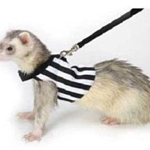 ☆汪喵小舖2店☆ 美國 Petstages 犬用潔牙玩具-牛肝脈棒S-小型犬 // 堅固耐啃咬.牛肝風味 歷史價格詳細信息