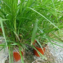 宮廟優惠 LED霓虹燈板 卍 阿彌陀佛 LED字樣 圖案 LOGO 台南實體展廳 現貨預購批發 臺灣第一名led廣告燈板 歷史價格詳細信息