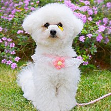 遛狗繩狗狗牽引繩胸背帶背心式溜遛狗繩比熊泰迪狗小型犬狗繩子外出專用 免運 歷史價格詳細信息