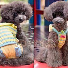 【米狗屋】cheer三層蕾絲網綁帶生理褲-白底˙XS、S、M、L、XL號˙中型可 歷史價格詳細信息