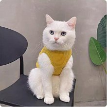 【現貨】狗狗衣服春夏薄款貓公主裙甜心兔兔蓬蓬蘿莉塔小型犬泰迪寵 寵物衣服 寵物用品 歷史價格詳細信息