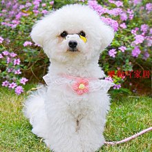 狗狗牽引繩背心式幼犬小型犬比熊泰迪博美寵物胸背帶遛狗繩小狗鏈 歷史價格詳細信息