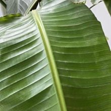 新款a類奧特曼內褲男童莫代爾薄款短褲透氣男孩四角褲卡通家居內 歷史價格詳細信息