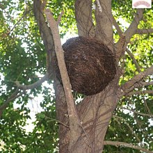 【熱賣精選】仿真椰子樹皮園林造景假樹墻面裝飾海邊裝飾室外硅膠椰子樹皮批發 歷史價格詳細信息