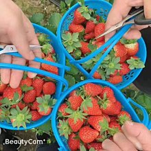 下殺-楊剪旗艦店正品楊剪理發剪刀美發去薄碎發剪刀打薄剪平剪牙剪套裝am 歷史價格詳細信息