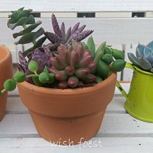 「樸陶幻瓷」直徑約15公分 早期 景德鎮 描金米粒燒盤 青花玲瓏 歷史價格詳細信息