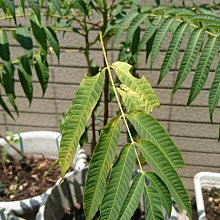 【種植懶人包】生日快樂福袋 / 栽培蛋盆組合 (生日禮物/栽培組/鏟子/盆器/種子/草莓/香草/日本雜貨/正版授權) 歷史價格詳細信息