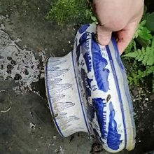 巴西木水養幸運木開花格魯特小樹人四季綠植室內桌面盆栽水培植物 歷史價格詳細信息