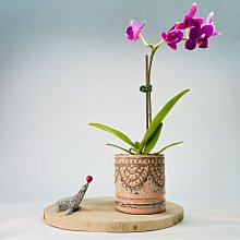 Rainxpluie 知雨若泥 多肉•盆栽•花盆•造景•新年擺飾•花園•牛年•北歐 簡約小品  雨簾雲棟 粉色 無底洞 價格比較,價格查詢,歷史價格詳細信息