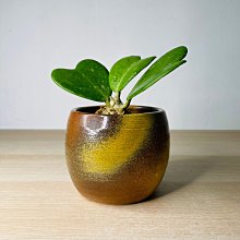 Rainxpluie 知雨若泥 多肉•盆栽•花盆•造景•新年擺飾•花園•牛年•北歐 簡約小品  雨簾雲棟 粉色 無底洞 歷史價格詳細信息