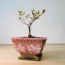 Rainxpluie 知雨若泥 多肉•園藝•花盆•造景•素燒•仙人掌•庭園•松柏•小情調 多肉迷宮系列 湖水藍 無底洞 歷史價格詳細信息