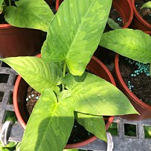 10吋CH-950S奈米除菌濾心組     濾心 過濾器 貨號 609023 Seven star淨水網 歷史價格詳細信息