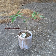 植物種植袋套盆袋5加侖駝色-2入 歷史價格詳細信息