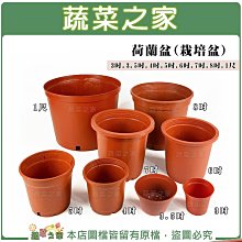 8吋荷蘭盆(栽培盆) 2個/組 歷史價格詳細信息