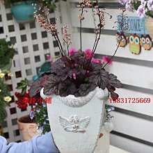 古典植物園 -- 傳統文化中的草木之美 歷史價格詳細信息