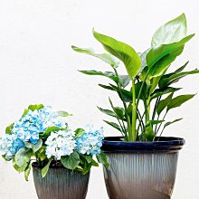 花盆 盆栽 塑料花盆 水培花盆 自吸水花盆 懶人 日系水耕盆栽 水耕植物 塑膠盆 【N281】Color me 歷史價格詳細信息