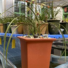 四版805CO00366555三對對單張，燈下無斑，絕品原 古玩 老物件 舊藏 -3910 歷史價格詳細信息