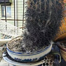 我拿青春換明天：八大行業職場說明書，慾海求生的人物群像/陶曉嫚 三采文化 歷史價格詳細信息