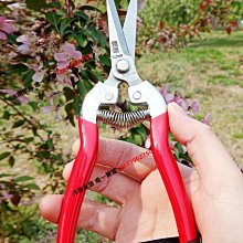 易速XJ909稀果采果剪葡萄剪子摘果帶鋸齒蔬花疏果細長剪刀不銹鋼【沐雨家居】 歷史價格詳細信息