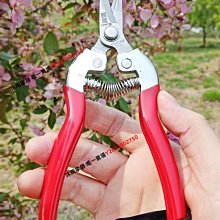 易速XJ909稀果采果剪葡萄剪子摘果帶鋸齒蔬花疏果細長剪刀不銹鋼【沐雨家居】 歷史價格詳細信息