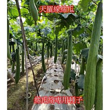 【喵小姐家居】楚天遙 手工天然絲瓜絡洗筆 手工環保茶壺刷 茶杯刷 功夫茶道配件 歷史價格詳細信息