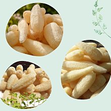 【喵小姐家居】品閱｜小農天然菜瓜布  絲瓜絡（自家栽種 實品拍攝 ） 歷史價格詳細信息