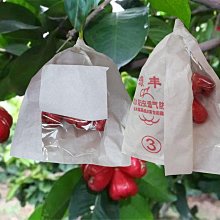 撲滿~2011中華郵政存錢筒 一對 歷史價格詳細信息