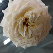 《自然農法》熟香烏龍茶包(3g*20入*3盒) 歷史價格詳細信息