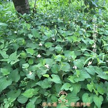 【可自取,貨到付款免運費】3M 新2代發熱纖維可水洗特暖冬被NZ500(標準雙人6x7) (另有防蹣寢具 雙人棉被) 歷史價格詳細信息